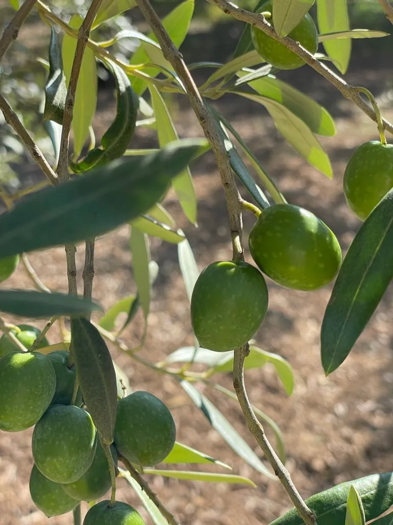 Olivenhain Pecorella